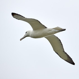 18_025353-Royal Alabtros