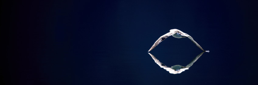 Schooner LA LOUISE sailing on west coast of Greenland.