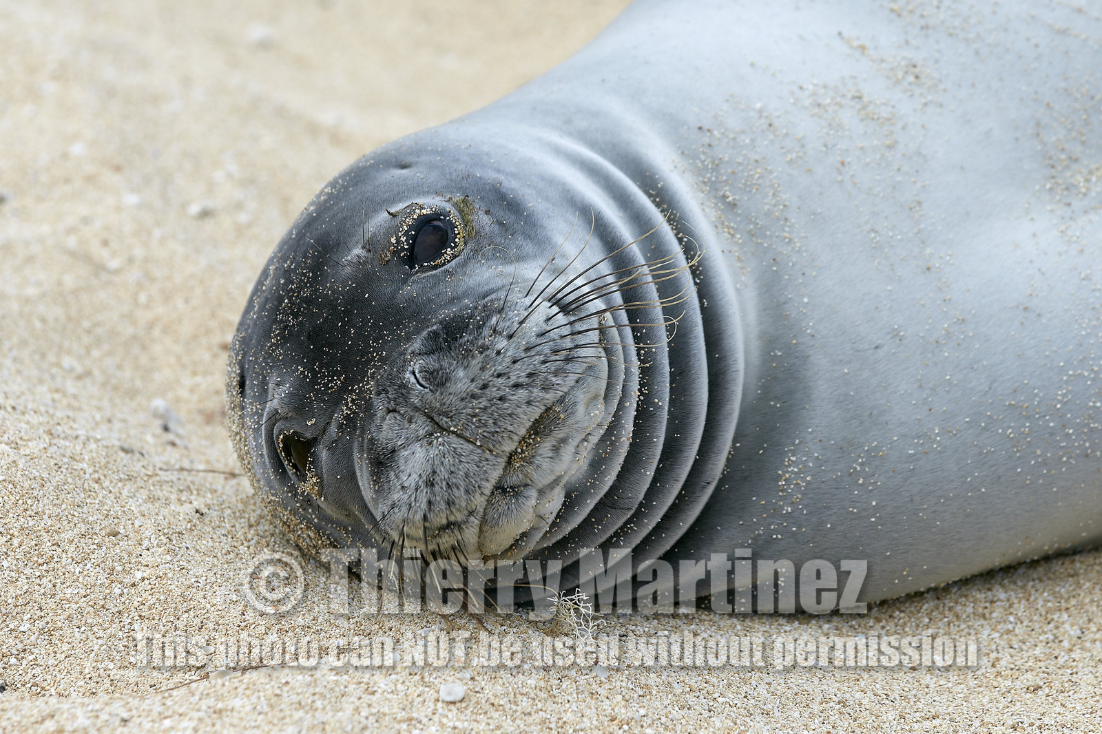 13_23492 Hawaiian Monk Seal