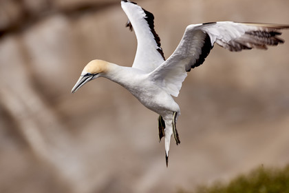 18_029324  ©ThMartinez Sea&Co.  MURIWAI BEACH - NORTH ISLAND. NEW ZEALAND . 11 March  2018. .Gannet ..