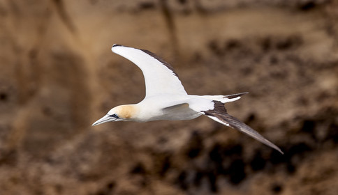 18_029072  ©ThMartinez Sea&Co.  MURIWAI BEACH - NORTH ISLAND. NEW ZEALAND . 11 March  2018. .Gannet ..