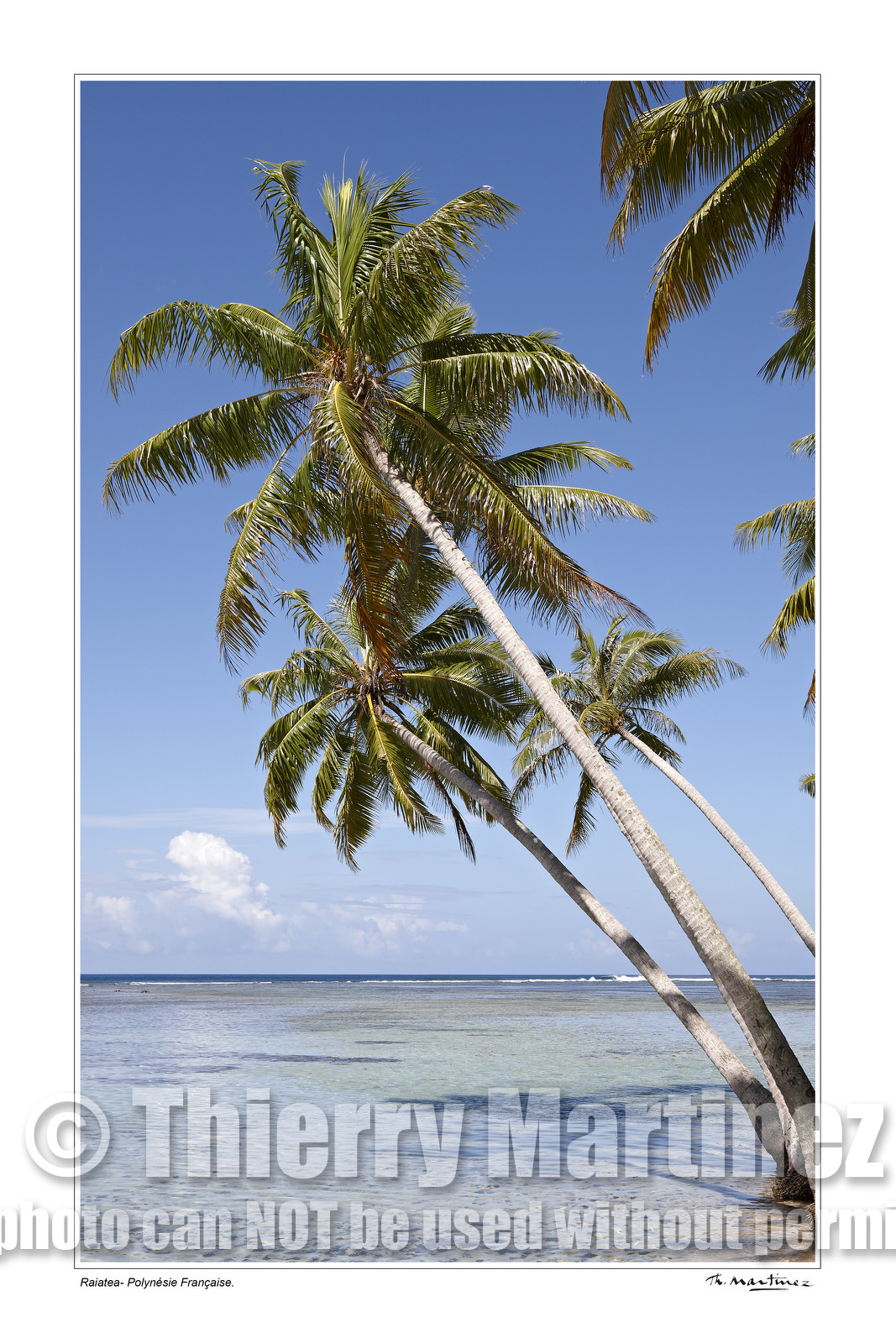 Photo disponible en tirage photo Fine Art,tirage original limités à 30 exemplaires.Chaque tirage est numéroté avec certificat d’authenticité signé.Pour choisir le format et support merci d'utiliser le caddie à coté de la photo.Formats disponibles : Tirage sur papier ( tirage seul) :  30x45 cm   40x60 cm  60x90 cm. Vous pouvez choisir le tirage avec un fond blanc ou noir , à votre convenance. Tirage sur papier contrecollé sur Dibond ( pas de bord blanc ou noir autour de l'image), avec système d'attache au dos:  30x45 cm   40x60 cm  50x75 cm  80x120cm.Tirage sur toile ( Canvas) monté sur chassis bois (pas de bord blanc ou noir autour de l'image), avec système d'attache au dos :  50x75 cm  80x120cm.Expédition ( Dans le monde entier): Colissimo (assurance) avec signature à réception. 48h pour la France métropolitaine.Il est possible de récupérer les tirages à La Galerie du Golfe (sans frais d'expèdition).Conditionnement tirages seuls: tube cylindrique renforcé + boite.