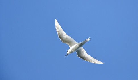 THM-18_039247_RANGIROA