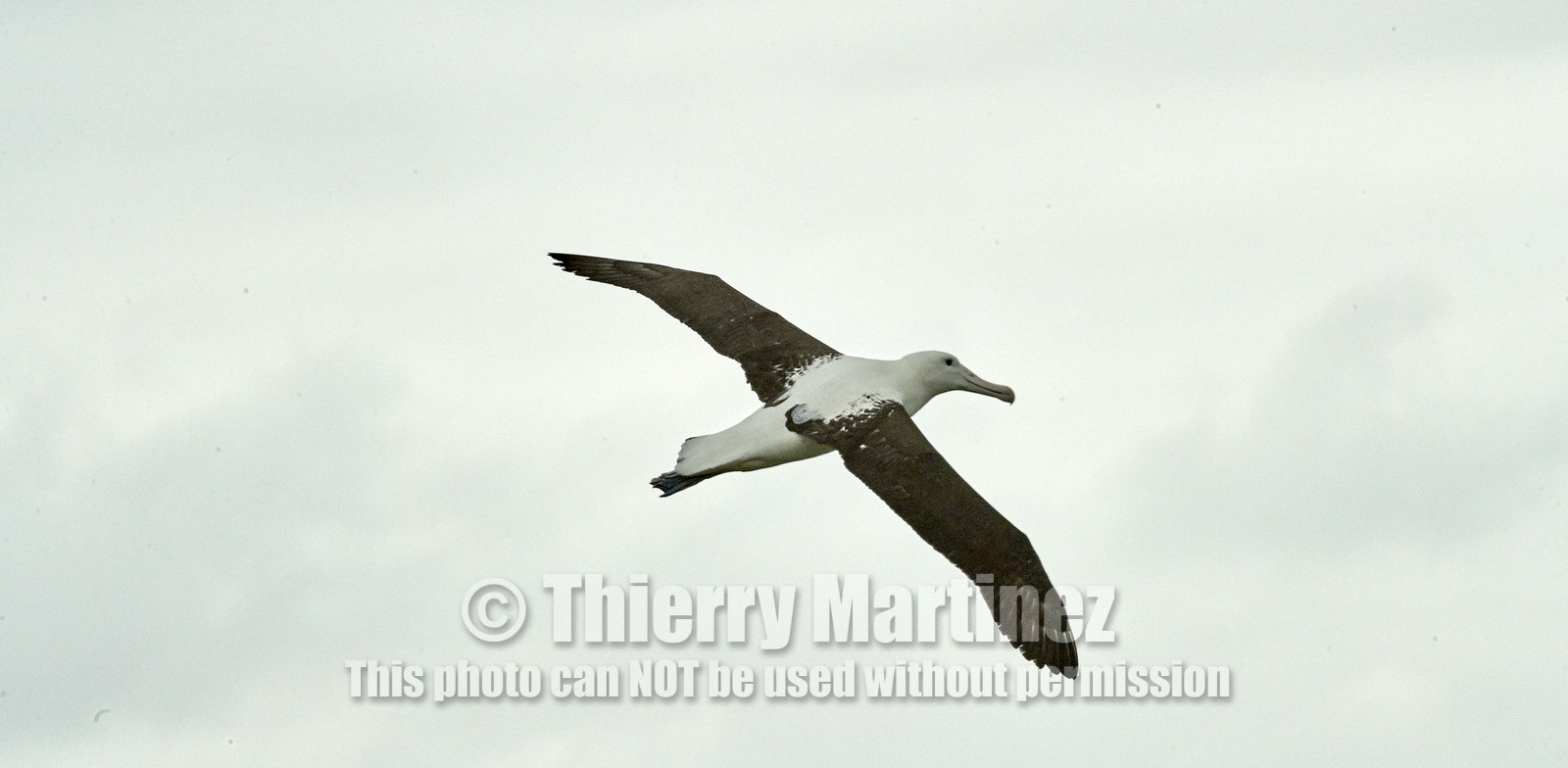 18_025626-Royal Alabtros