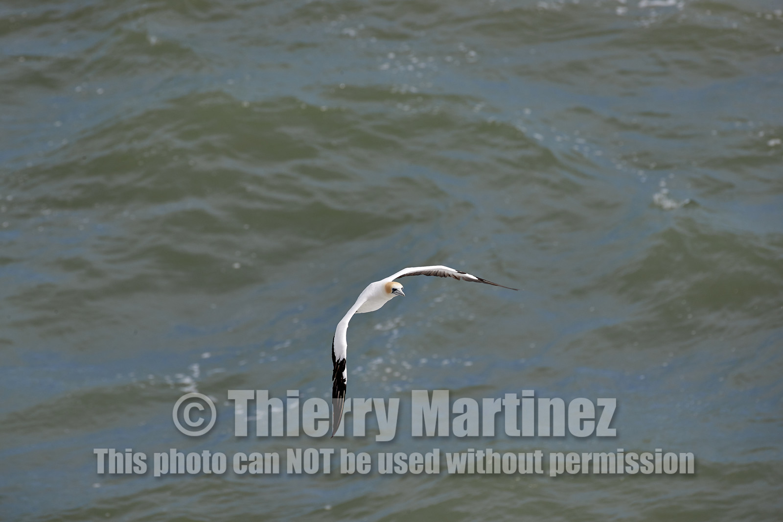 18_029129  ©ThMartinez Sea&Co.  MURIWAI BEACH - NORTH ISLAND. NEW ZEALAND . 11 March  2018. .Gannet ..