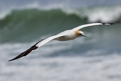 18_029271  ©ThMartinez Sea&Co.  MURIWAI BEACH - NORTH ISLAND. NEW ZEALAND . 11 March  2018. .Gannet ..