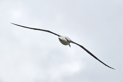 18_025152-Royal Alabtros