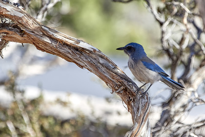 THM-18_057575-GRAND CANYON