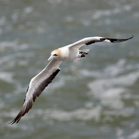 18_029136  ©ThMartinez Sea&Co.  MURIWAI BEACH - NORTH ISLAND. NEW ZEALAND . 11 March  2018. .Gannet ..