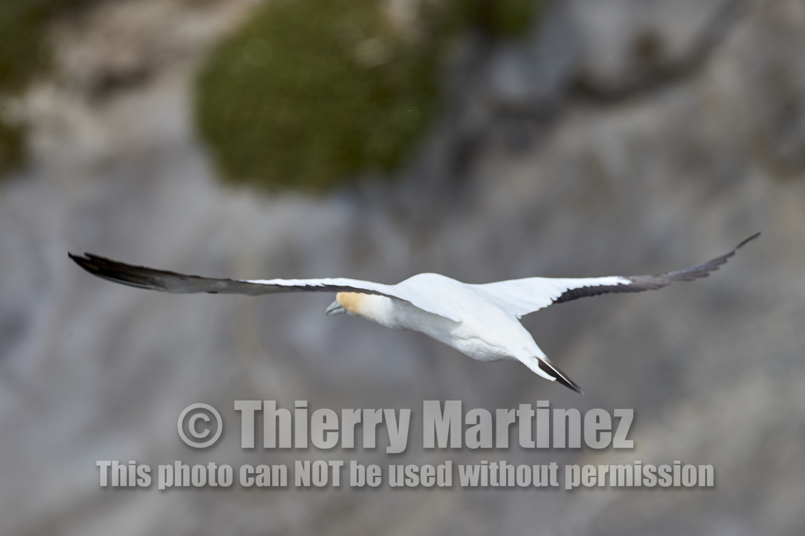 18_029051  ©ThMartinez Sea&Co.  MURIWAI BEACH - NORTH ISLAND. NEW ZEALAND . 11 March  2018. .Gannet ..