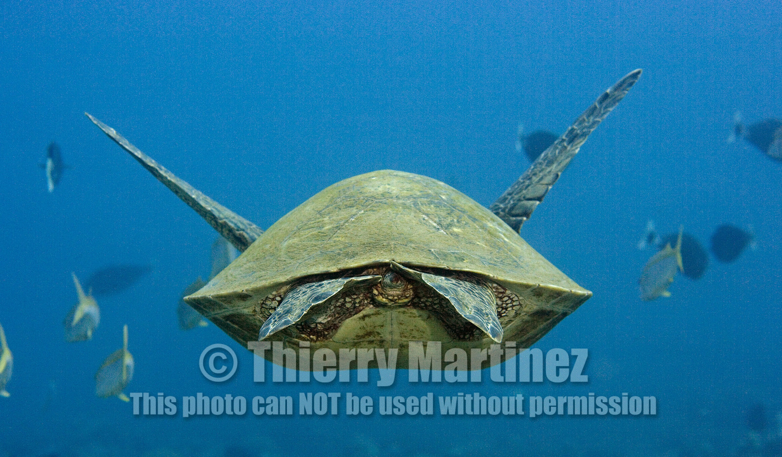 Diving in Maui HAWAII - USA . Jan 2007.