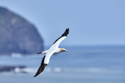 18_029262  ©ThMartinez Sea&Co.  MURIWAI BEACH - NORTH ISLAND. NEW ZEALAND . 11 March  2018. .Gannet ..