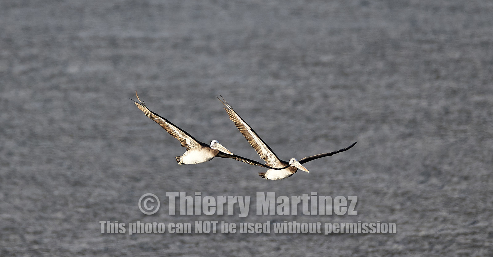 THM-18_042996_ZAPALLAR