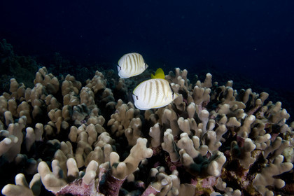 Diving in Maui - Hawaii.
