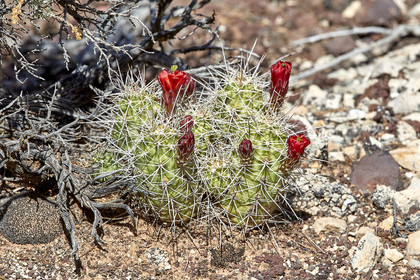 THM-18_057261-GRAND CANYON