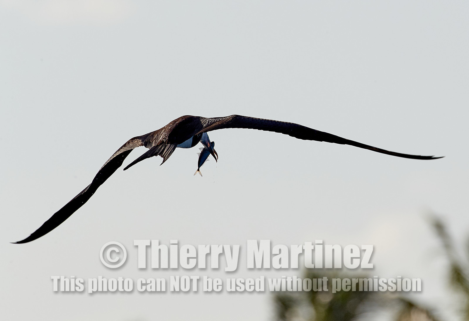 THM-18_039216_RANGIROA