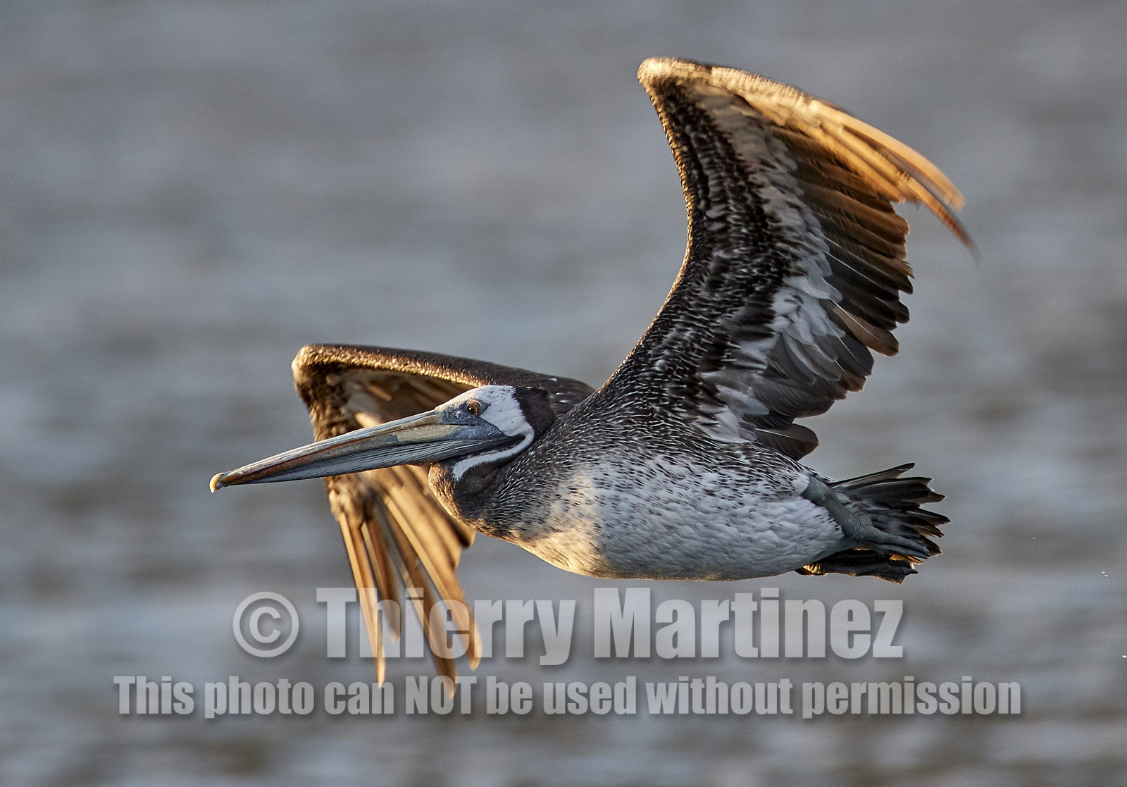 THM-18_043441_ZAPALLAR