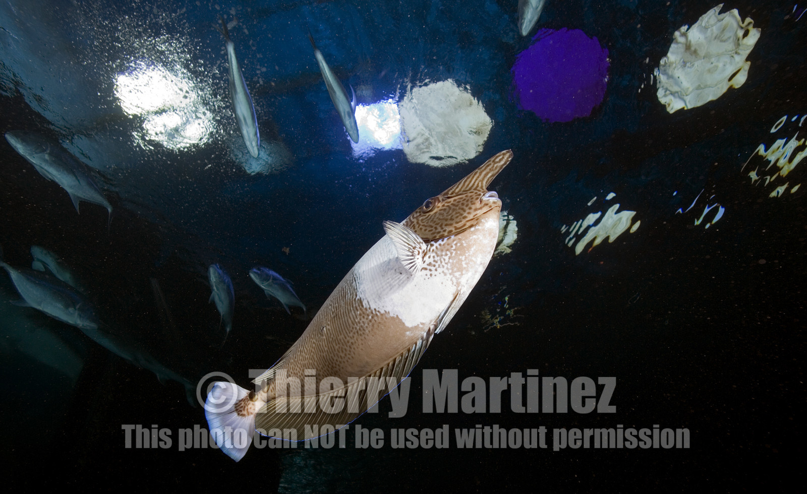 Diving in Maui HAWAII - USA . Jan 2007.