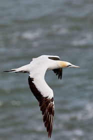 18_029423  ©ThMartinez Sea&Co.  MURIWAI BEACH - NORTH ISLAND. NEW ZEALAND . 11 March  2018. .Gannet ..