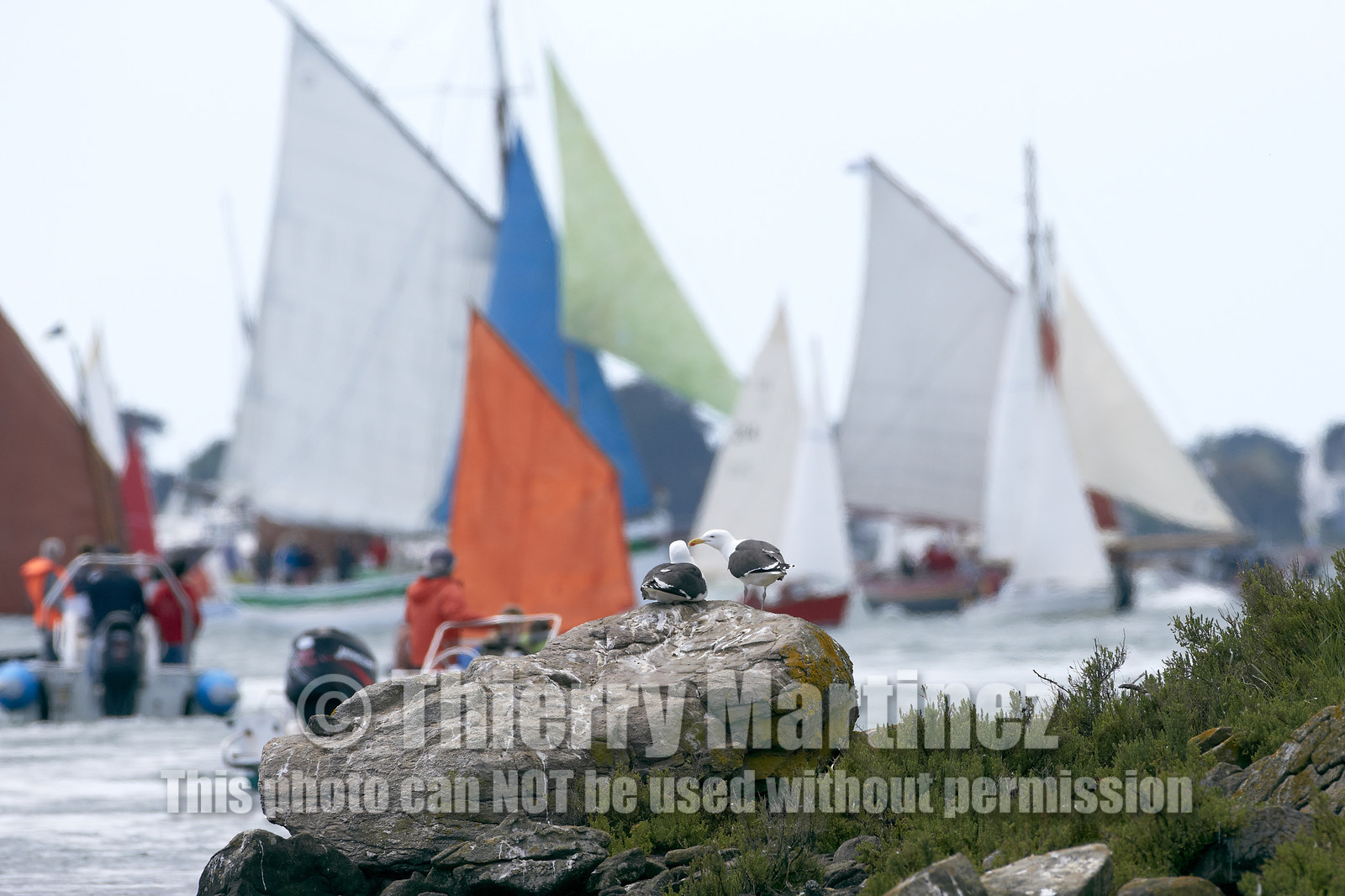 THM-15_48021-SEMAINE du Golfe