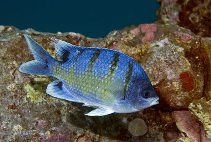 Diving in Maui HAWAII - USA . Jan 2007.