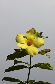 15_023374  ©ThMartinez Sea&Co.  HUAHINE - ILES SOUS LE VENT. POLYNESIE FRANCAISE . 31 January 2015. .Village de FARE.