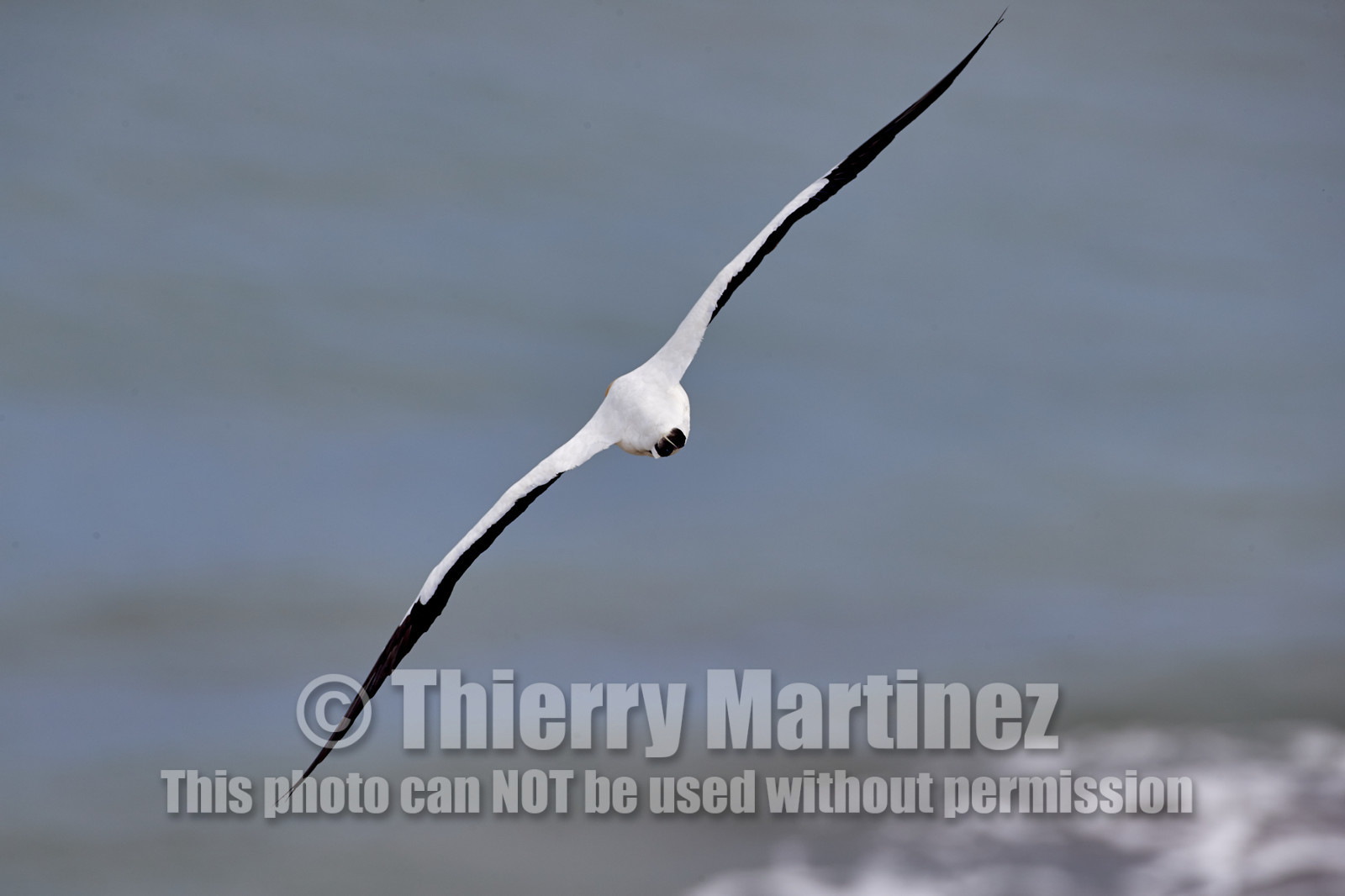 18_029086  ©ThMartinez Sea&Co.  MURIWAI BEACH - NORTH ISLAND. NEW ZEALAND . 11 March  2018. .Gannet ..