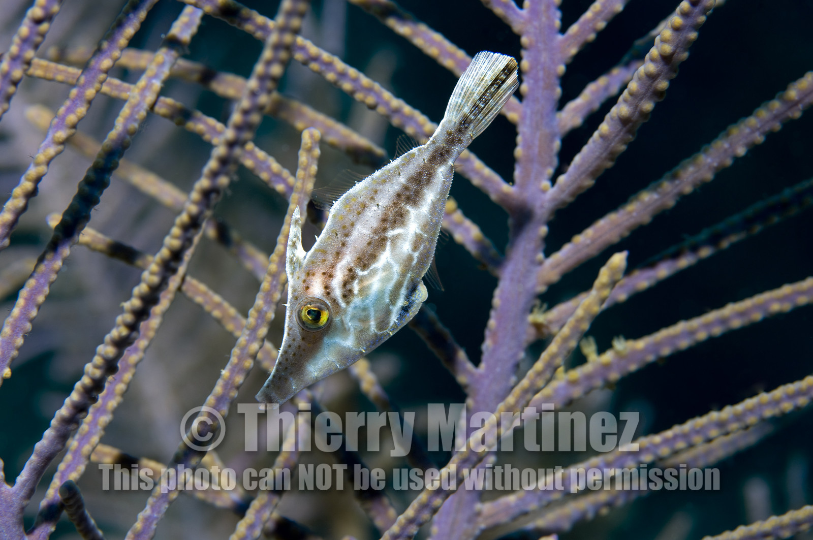 DIVING IN BAHAMAS- JAN 2007
