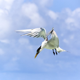 THM-18_040978_FAKARAVA