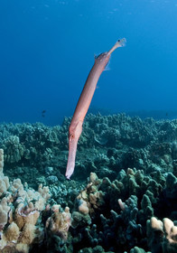Diving in Maui HAWAII - USA . Jan 2007.