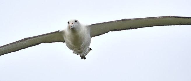 18_025215-Royal Alabtros