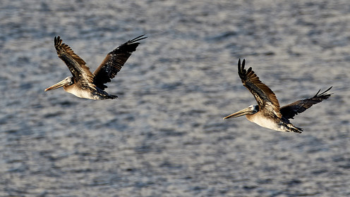 THM-18_043013_ZAPALLAR