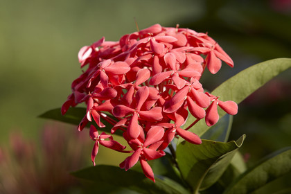 15_023378  ©ThMartinez Sea&Co.  HUAHINE - ILES SOUS LE VENT. POLYNESIE FRANCAISE . 31 January 2015. .Village de FARE.