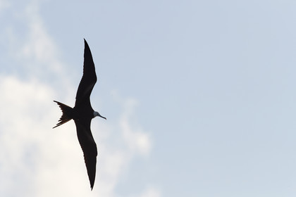 THM-18_039063_RANGIROA