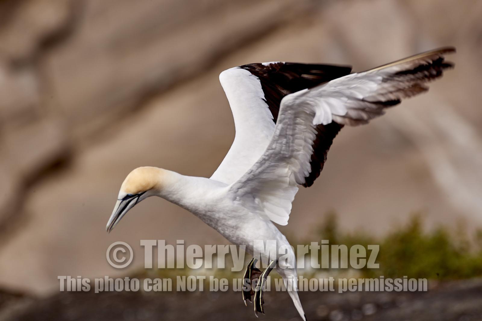 18_029328  ©ThMartinez Sea&Co.  MURIWAI BEACH - NORTH ISLAND. NEW ZEALAND . 11 March  2018. .Gannet ..
