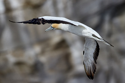 18_029152  ©ThMartinez Sea&Co.  MURIWAI BEACH - NORTH ISLAND. NEW ZEALAND . 11 March  2018. .Gannet ..
