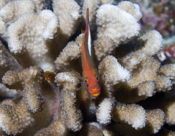 Diving in Maui HAWAII - USA . Jan 2007.