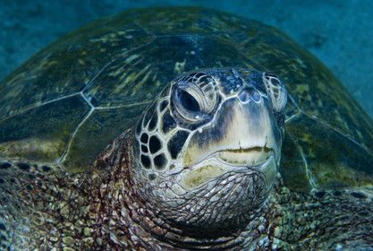 Diving in Maui HAWAII - USA . Jan 2007.