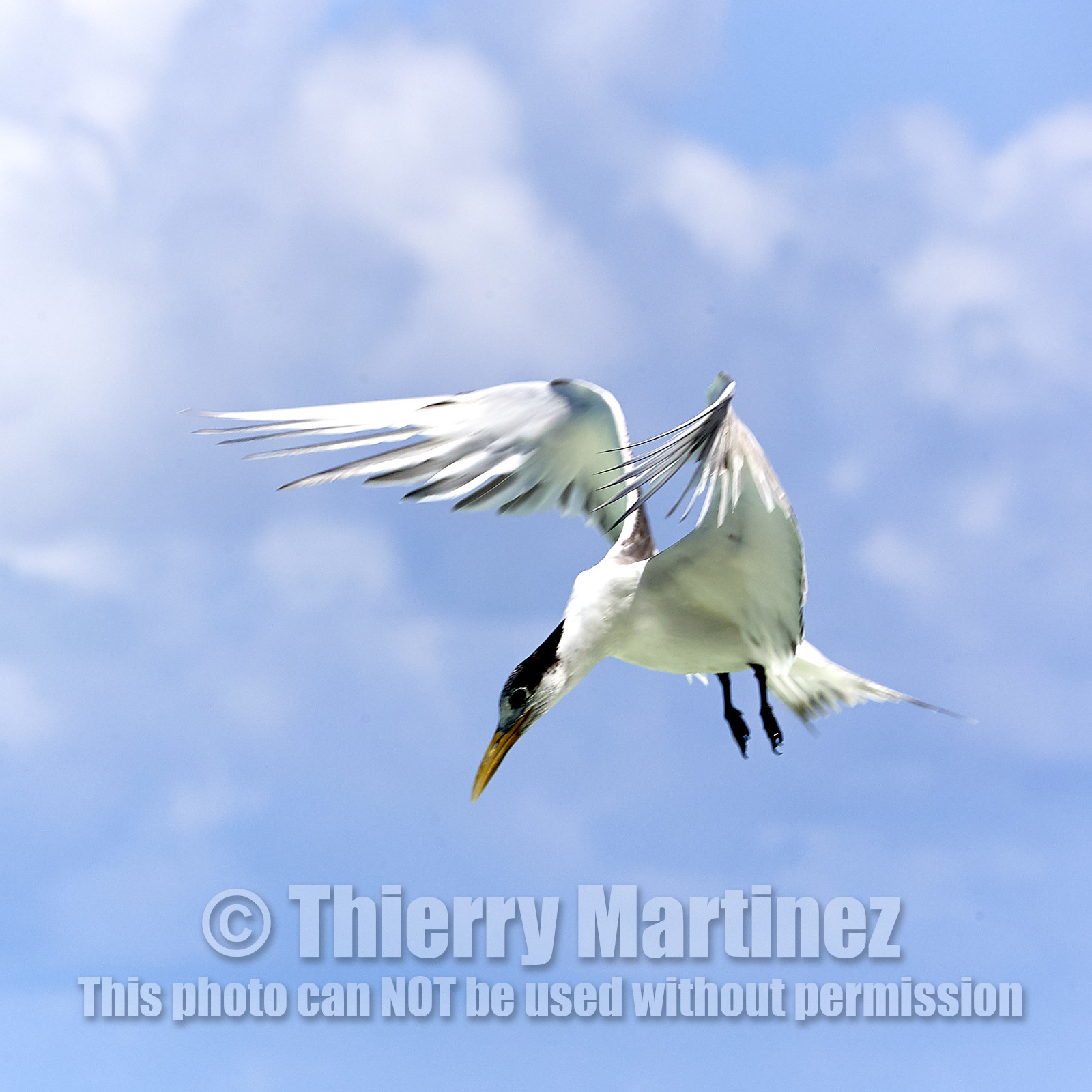 THM-18_040978_FAKARAVA