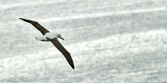 18_025733-Royal Alabtros