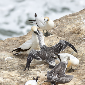18_029015  ©ThMartinez Sea&Co.  MURIWAI BEACH - NORTH ISLAND. NEW ZEALAND . 11 March  2018. .Gannet ..