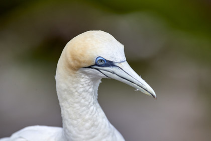 18_029509  ©ThMartinez Sea&Co.  MURIWAI BEACH - NORTH ISLAND. NEW ZEALAND . 11 March  2018. .Gannet ..