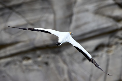 18_029156  ©ThMartinez Sea&Co.  MURIWAI BEACH - NORTH ISLAND. NEW ZEALAND . 11 March  2018. .Gannet ..