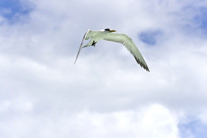 THM-18_041099_FAKARAVA