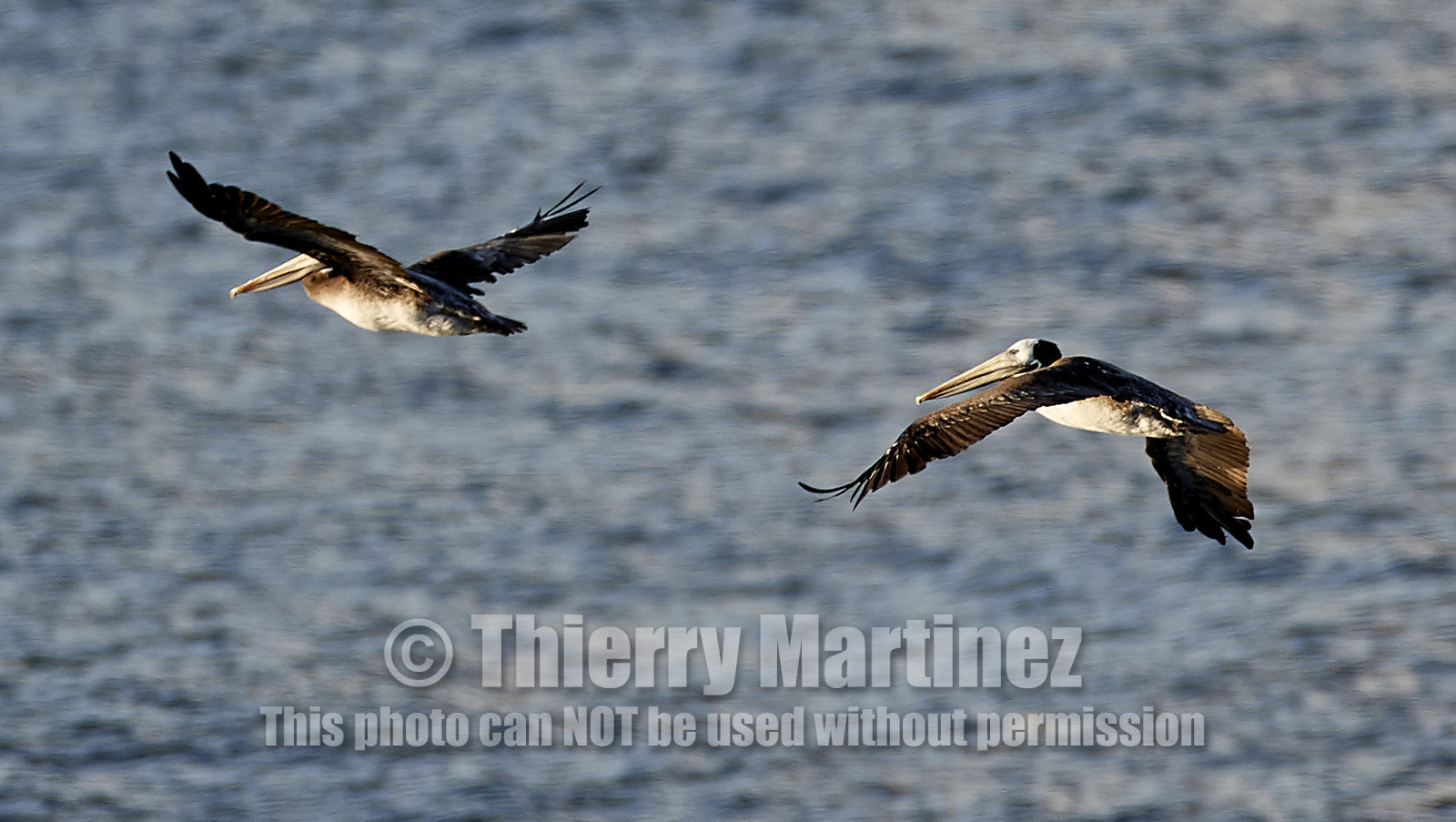 THM-18_043016_ZAPALLAR