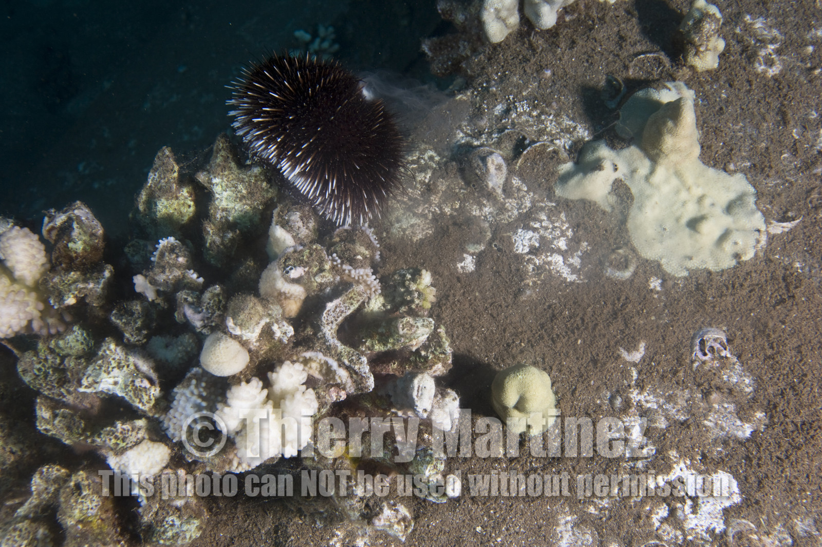 Diving in Maui - Hawaii.