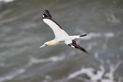 18_029144  ©ThMartinez Sea&Co.  MURIWAI BEACH - NORTH ISLAND. NEW ZEALAND . 11 March  2018. .Gannet ..