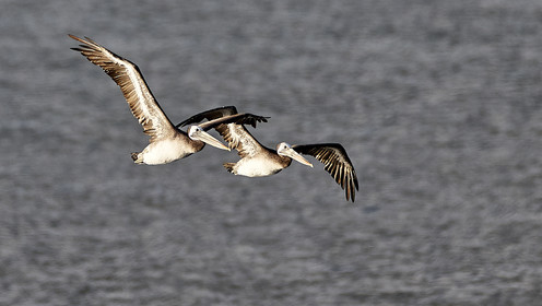 THM-18_043000_ZAPALLAR