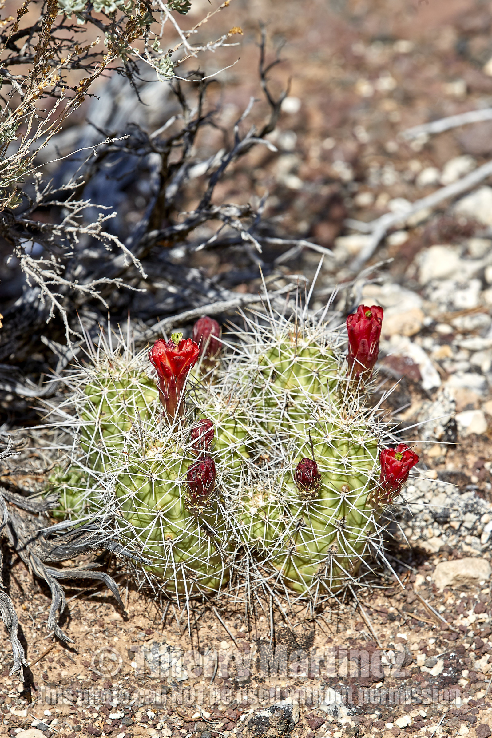 THM-18_057265-GRAND CANYON