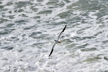 18_030442  ©ThMartinez Sea&Co.  MURIWAI BEACH - NORTH ISLAND. NEW ZEALAND . 11 March  2018. .Gannet ..